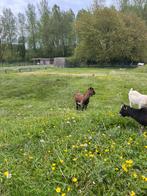 Geitje - Mieke, Animaux & Accessoires, Moutons, Chèvres & Cochons