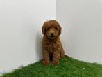 Dwergpoedel pups, Poedel, België, 8 tot 15 weken, CDV (hondenziekte)