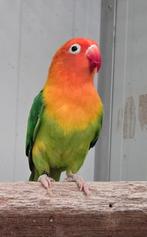 5-0 Fischeri opaline pale fallow, Dieren en Toebehoren, Vogels | Parkieten en Papegaaien