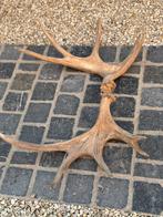 Eland geweien koppel, Antiek en Kunst, Ophalen of Verzenden