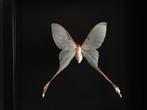 Véritable Papillon Lune Actias Dubernardi de Chine Cadre, Insecte, Animal empaillé, Enlèvement ou Envoi, Neuf