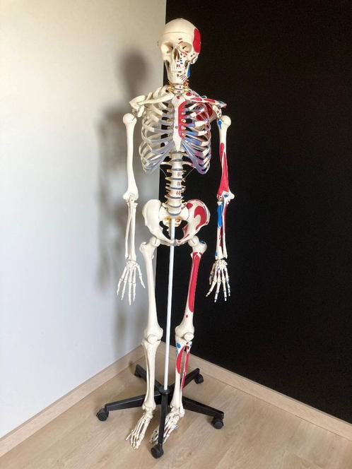 Anatomisch skelet met spieraanduiding, Diversen, Schoolbenodigdheden, Zo goed als nieuw, Ophalen