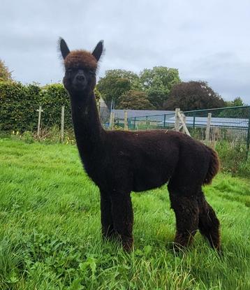 zwart alpaca hengstje Wonka beschikbaar voor biedingen