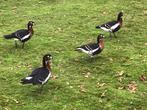 Roodhalsganzen, Dieren en Toebehoren, Pluimvee, Mannelijk, Gans of Zwaan