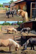 2 shetlanders, Dieren en Toebehoren, Meerdere dieren