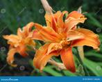 Hemerocallis/daglelie, Tuin en Terras, Planten | Tuinplanten, Ophalen, Volle zon, Vaste plant, Siergrassen