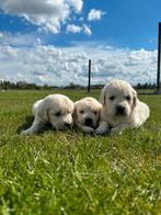 Golden retriever pups te koop, Dieren en Toebehoren, Particulier, CDV (hondenziekte), Meerdere, Golden retriever
