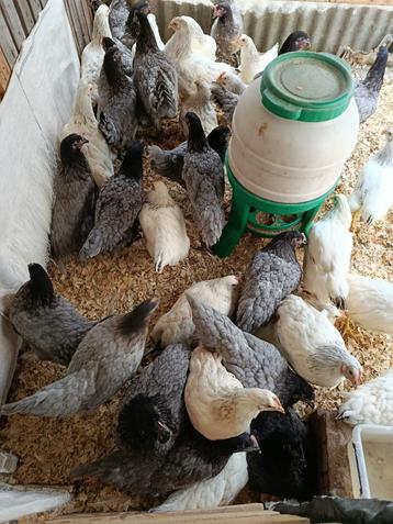 laatste 30 hennen voor lekker vlees of leg 3,2 kg0499/082381 beschikbaar voor biedingen