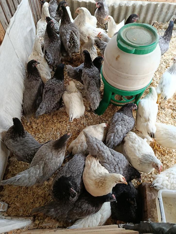 laatste 30 hennen voor lekker vlees of leg 3,2 kg0499/082381, Dieren en Toebehoren, Pluimvee, Kip, Vrouwelijk