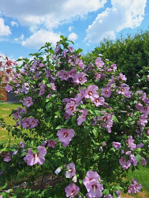 2 hibiscussen wit en paars, Tuin en Terras, Planten | Tuinplanten, Vaste plant, Overige soorten, Halfschaduw, Zomer, Ophalen of Verzenden