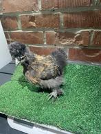 Zijdehoen goudpatrijs, Dieren en Toebehoren, Vrouwelijk, Kip