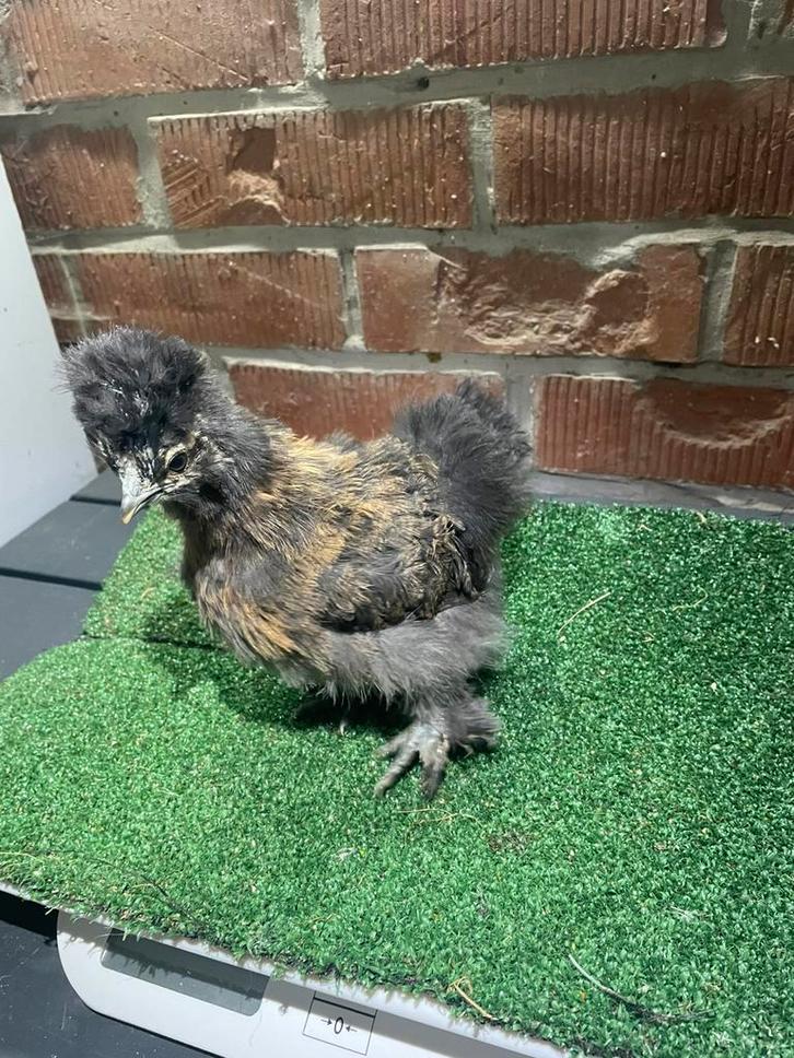 Zijdehoen goudpatrijs, Dieren en Toebehoren, Pluimvee, Kip, Vrouwelijk