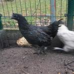 2 Hmong kippen + 1 lakenvelder kip, Dieren en Toebehoren, Pluimvee, Kip