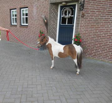 twee apart luxe miniatuur merries beschikbaar voor biedingen