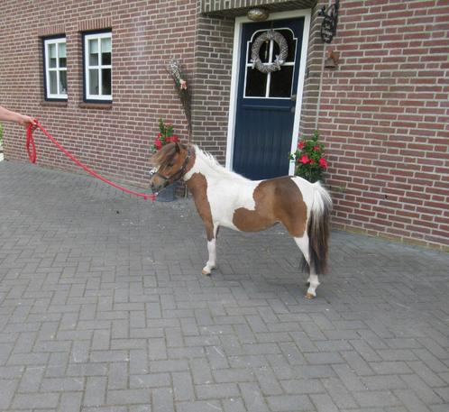 twee apart luxe miniatuur merries, Dieren en Toebehoren, Pony's, Merrie, M, Met stamboom, Gechipt, Ontwormd