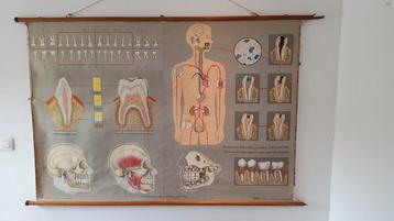 Antieke schoolplaat Biologie: het gebit  disponible aux enchères