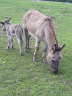 ezels, Dieren en Toebehoren, Hengst, 0 tot 2 jaar