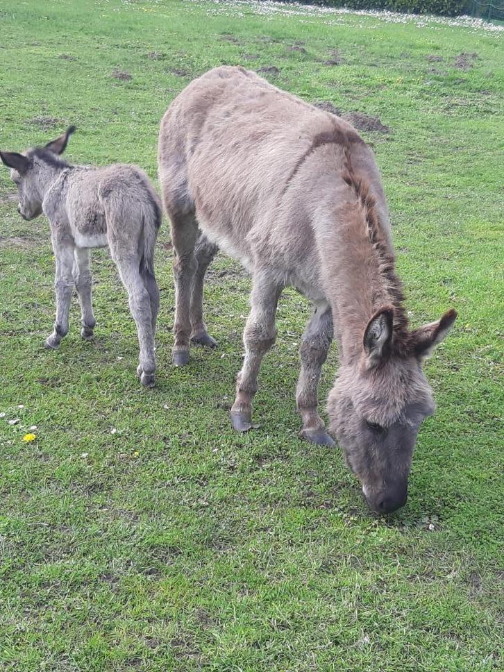ezels, Dieren en Toebehoren, Paarden, Hengst, 0 tot 2 jaar