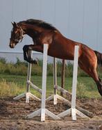 Ruin 2020, Dieren en Toebehoren, Paarden, Ruin