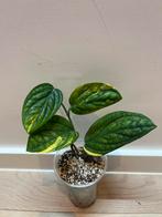 Monstera Peru Aurea Variegata, Ophalen of Verzenden
