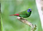 Mooi koppeltje driekleur papegaai amadines, Dieren en Toebehoren, Vogels | Overige Vogels, Meerdere dieren, Tropenvogel, Geringd