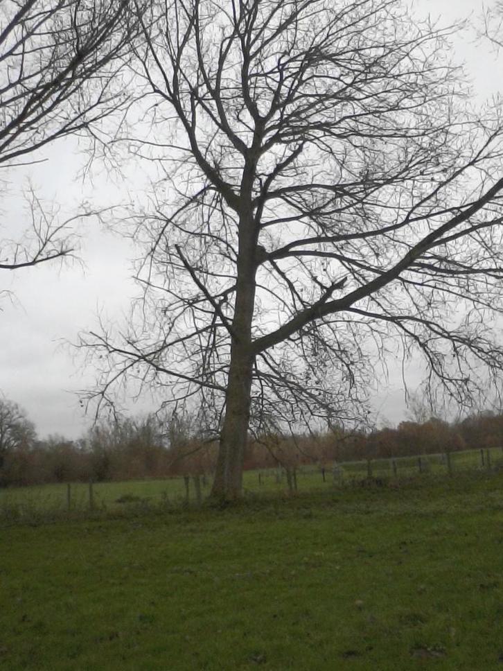 Gratis voor het snoeien van 2 canada - populier boomen, Jardin & Terrasse, Bois de chauffage, Branches, Enlèvement