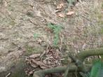 Gratis Lonicera nitida, Ophalen, Overige soorten, Struik, Minder dan 100 cm