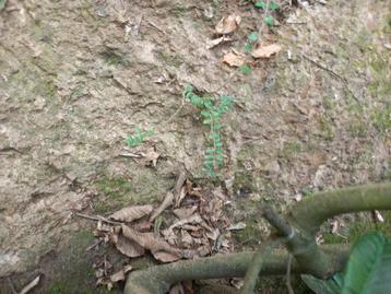 Gratis Lonicera nitida beschikbaar voor biedingen