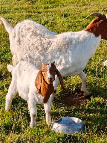 Boergeit lammetje  beschikbaar voor biedingen