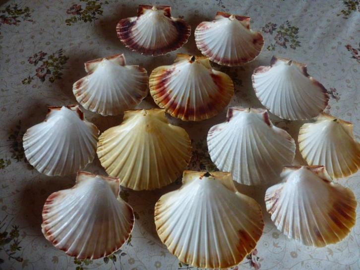 74 Natuurlijke coquilles voor koken en decoreren, Huis en Inrichting, Keuken | Servies, Nieuw, Ophalen of Verzenden