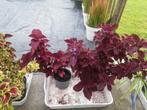 Coleus Siernetel, Huis en Inrichting, Kamerplanten, Ophalen