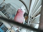 Handtamme rose kaketoe, Dieren en Toebehoren