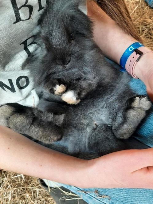 Baby konijntje te koop, 12 weken oud, Dieren en Toebehoren, Konijnen, Dwerg, Hangoor