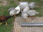Kuikens Leghorn isabel(lavender),goudpatrijs van 9 weken oud, Dieren en Toebehoren, Meerdere dieren, Kip