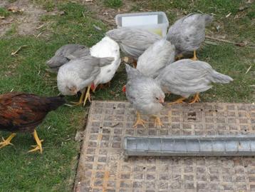 Kuikens Leghorn isabel(lavender),goudpatrijs van 9 weken oud