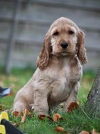 Engelse Cocker pups, Dieren en Toebehoren, België, Reu, CDV (hondenziekte), 8 tot 15 weken