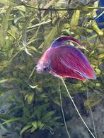 Betta Veiltail vis mannelijk, Dieren en Toebehoren, Vis