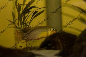 Pelvicachromis kribensis 'Idenau' F1 beschikbaar voor biedingen