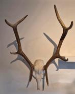 Gewei ( echte schedel met 2 geweitakken), Verzamelen, Ophalen, Schedel