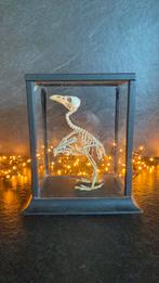 Skelet, Enlèvement, Comme neuf