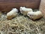 Jonge cavia’s, Dieren en Toebehoren, November, Meerdere dieren