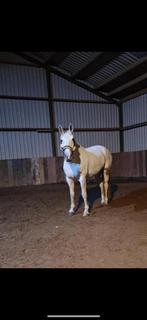 Merrie Zirocco Blue recreatie / fokmerrie, Dieren en Toebehoren, Paarden, Merrie