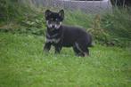 Shiba inu pups verschillende kleuren, Dieren en Toebehoren, 15 weken tot 1 jaar, Overige rassen, Buitenland, CDV (hondenziekte)