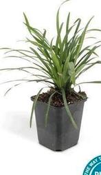 Leliegras - liriope ' big blue', Ophalen, Vaste plant