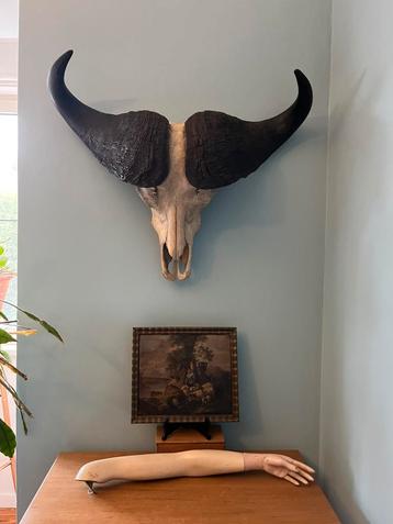 Crâne, bois, buffle, corne, taxidermie, peluche, Enlèvement