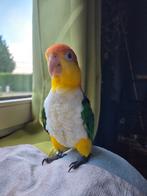 Roestkop caique, Enlèvement