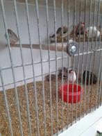 Zebravinken 7 koppels 15euro het koppel, Dieren en Toebehoren, Meerdere dieren, Tropenvogel