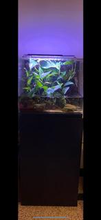 Paladarium, Ophalen, Gebruikt, Terrarium of Paludarium