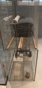 Kweek(kooien), Dieren en Toebehoren, Ophalen, Zo goed als nieuw
