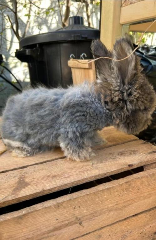 Engelse angora cloud (M), Dieren en Toebehoren, Konijnen, Middelgroot, Mannelijk, 0 tot 2 jaar